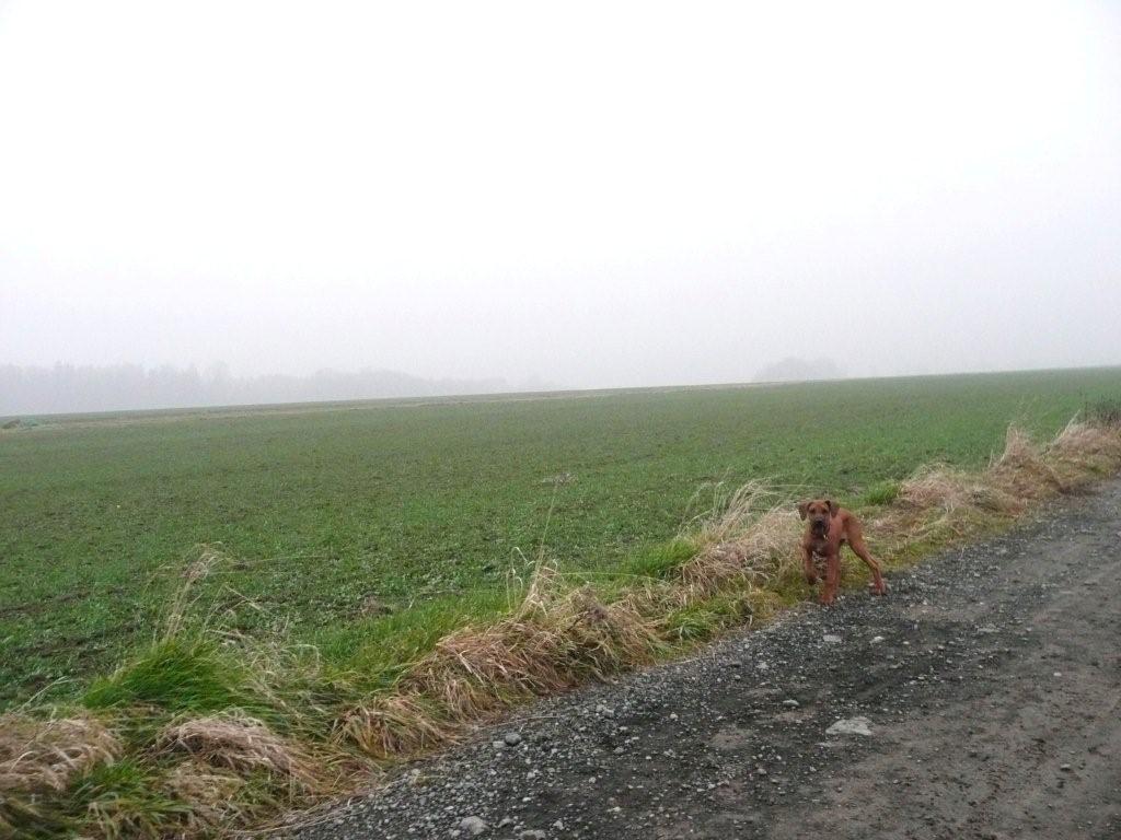 P1020518.jpg
