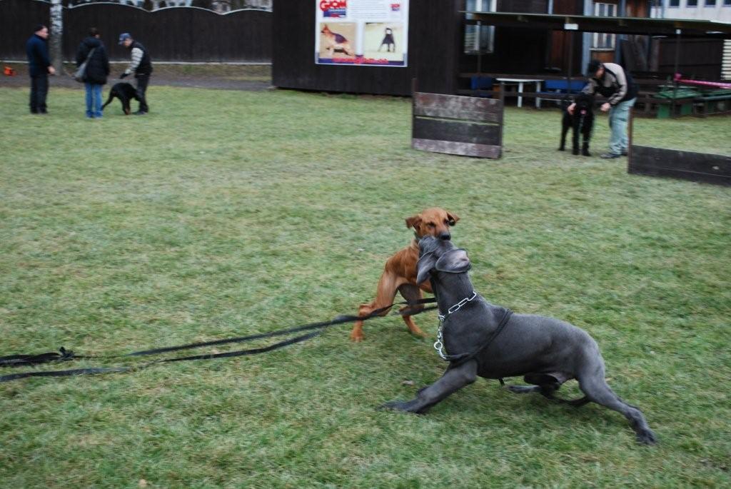 H9 DSC_0376.jpg