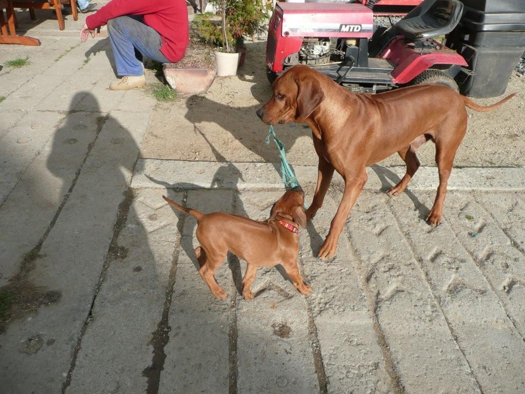 2 Afr. kv. - se starším bráškou Amirem.JPG
